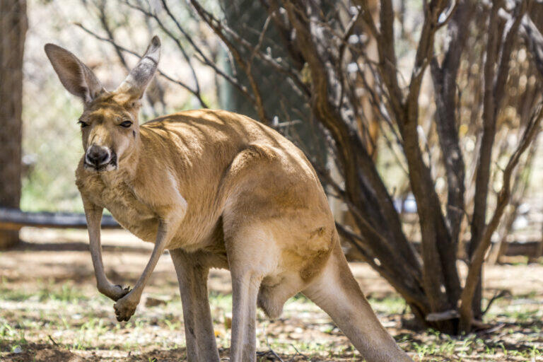 Tutto quello che c’è da sapere su Kankgaroo Island in Australia