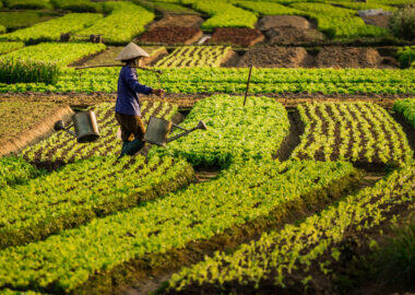 Vietnam Farming