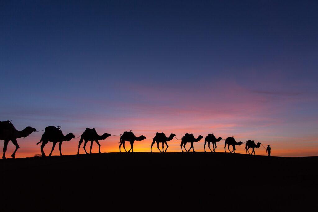 Viaggio in Medio oriente, cammelli nel deserto