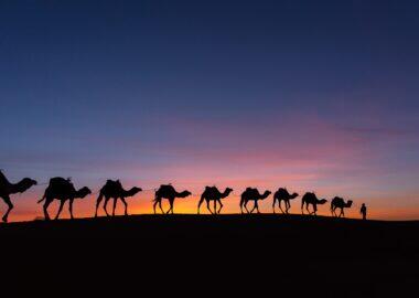 Viaggio in Medio oriente, cammelli nel deserto
