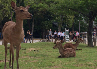 Giappone-nara-cervi1