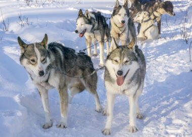finlandia-lapponia-allevamento-husky-safari2-blueberry-travel