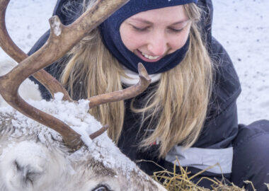 finlandia-lapponia-allevamento-renne-blueberry-travel