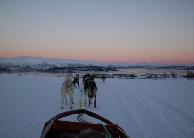 norvegia-tromso-husky-safari-blueberry-travel (19)