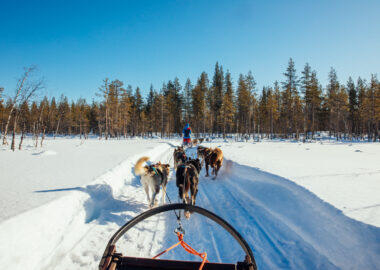 lapponia-husky-safari-blueberry-travel (3)