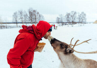 svezia-lapponia-renne-blueberry-travel (8)