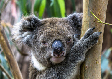 Australia-kangaroo-island-blueberrytravel (4)