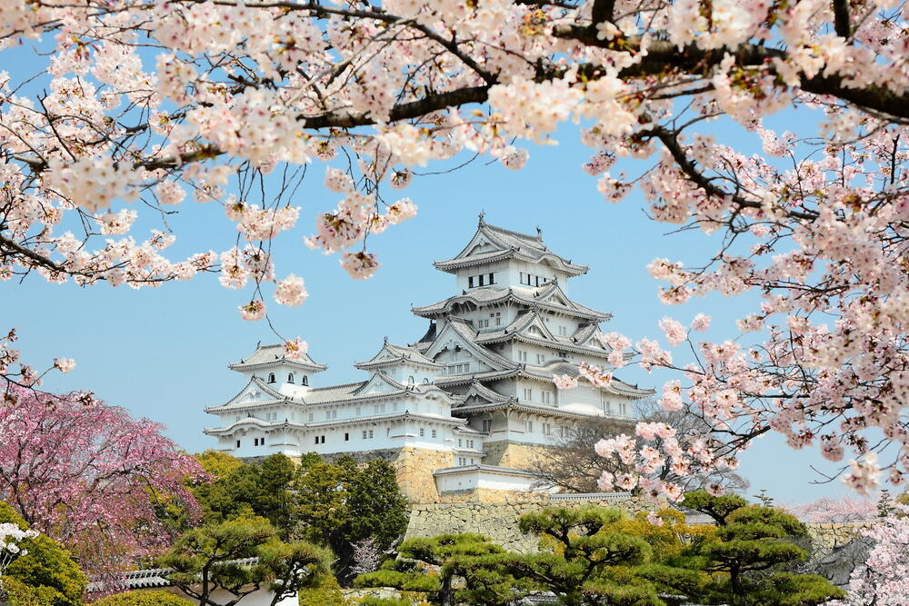 Fioritura dei ciliegi in Giappone: periodo ideale, dove vederla, previsioni  e molto altro.