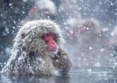 giappone-nagano-monkey-park2-blueberry