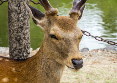 giappone-nara-0618-blueberrytravel-g-3