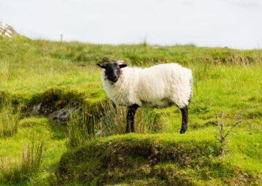 viaggi-irlanda-blueberry-travel-company (10)