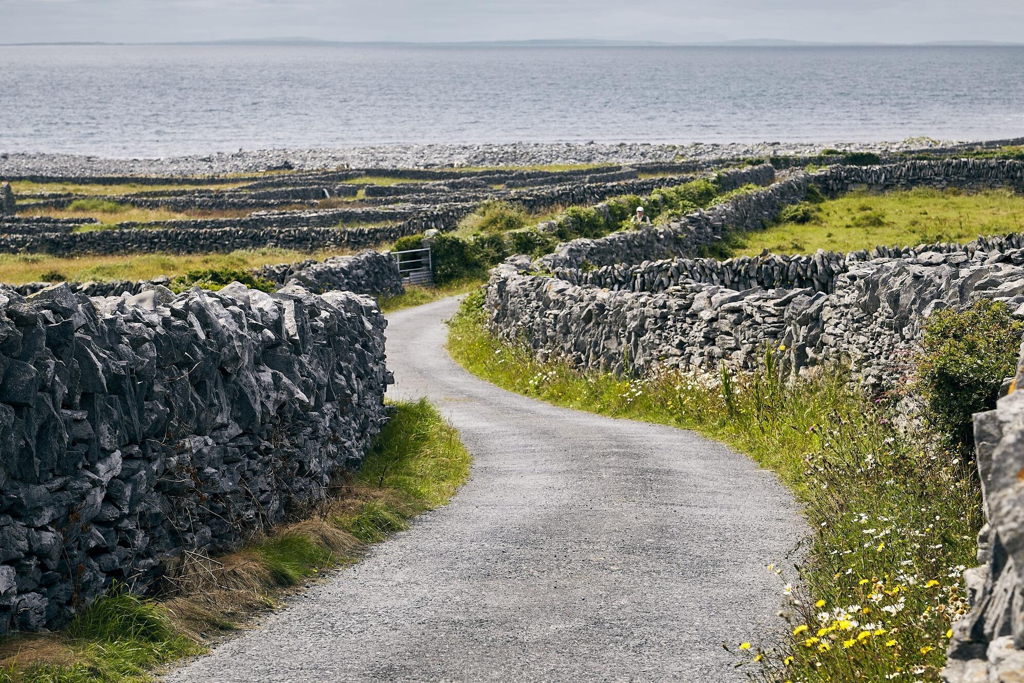 Tour Irlanda, piccola strada di campagna, blueberry travel