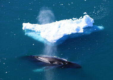 Groenlandia-disko-bay-balena-blueberrytravel