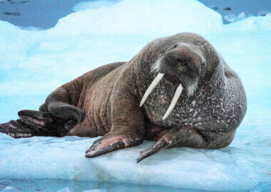 Groenlandia-tricheco-blueberrytravel