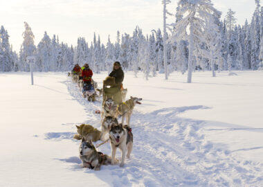 finlandia-lapponia-husky-05-blueberrytravel