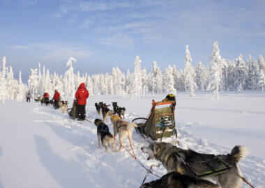 finlandia-lapponia-husky-08-blueberrytravel