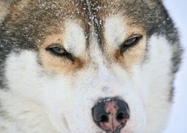 Laponie, Finlande, Rovaniemi, Europe, hiver, cercle artique, Lapland, Finland, winter, artic circle