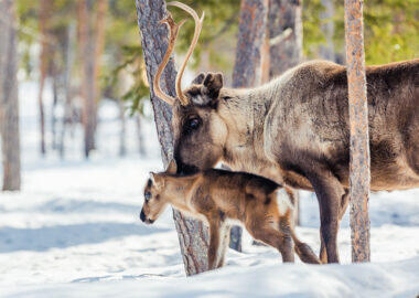 finlandia-lapponia-renne-01-blueberrytravel