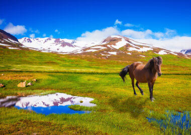 islanda-cavallo-02-blueberrytravel