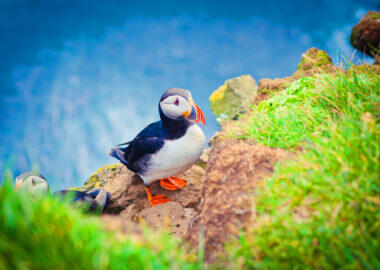 islanda-puffin-01-blueberrytravel