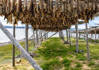 norvegia-lofoten-stoccafisso-01-blueberrytravel