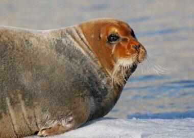 svalbard-foca-02-blueberrytravel