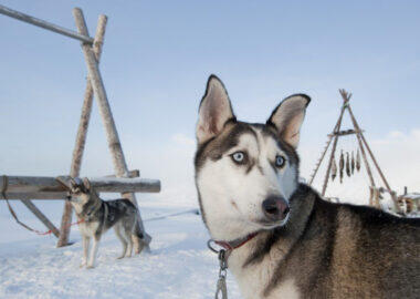 svalbard-husky-01-blueberrytravel