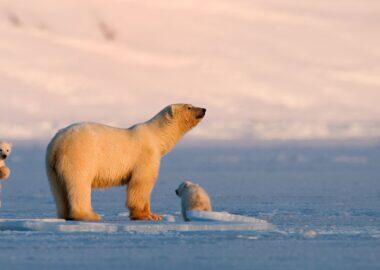 svalbard-orso-polare-02-blueberrytravel