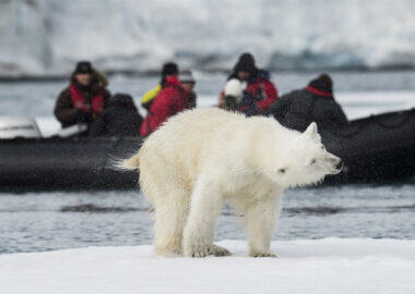 svalbard-orso-polare-03-blueberrytravel