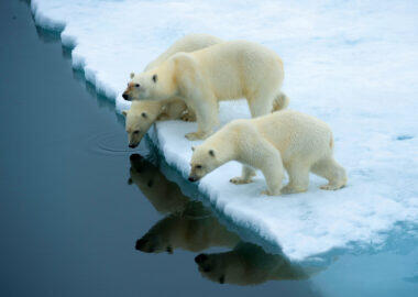 svalbard-orso-polare-07-blueberrytravel