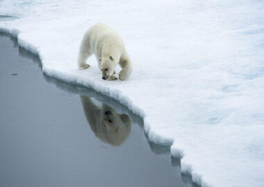 svalbard-orso-polare-08-blueberrytravel