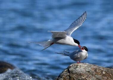 svalbard-sterne-artiche-01-blueberrytravel