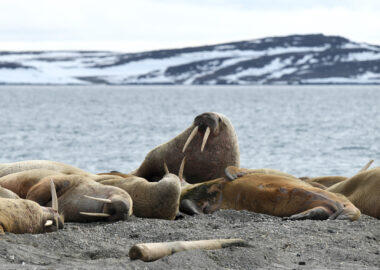 svalbard-trichechi-01-blueberrytravel