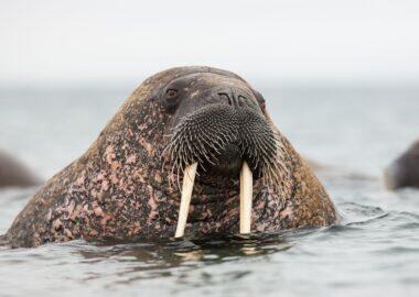 svalbard-tricheco-01-blueberrytravel