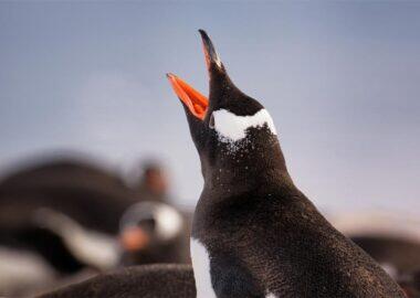 Antartide-pinguino-elisa-blog-Blueberry-Travel