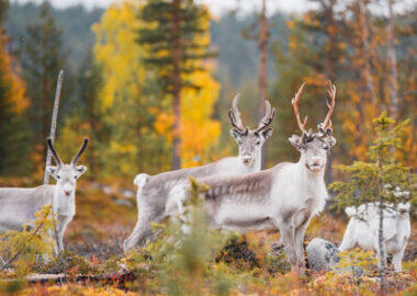 finlandia-lapponia-renne-estate-01-blueberrytravel