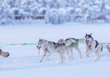 finlandia-lapponia-wilderness-hotel-husky-04-blueberrytravel