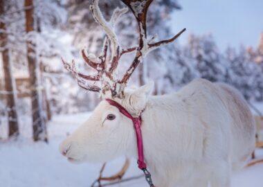 finlandia-lapponia-wilderness-hotel-renna-03-blueberrytravel