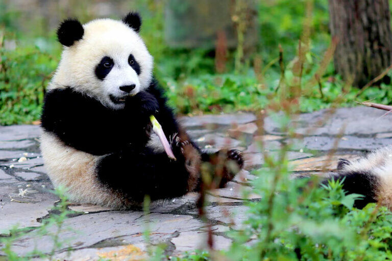 Impegno 2021: adottiamo una specie col WWF