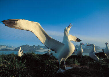 Georgia-del-sud-albatro-urlatore-blueberrytravel