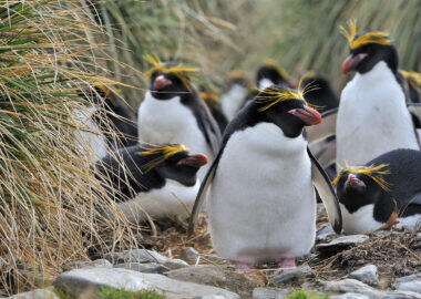 Georgia-del-sud-pinguini-macaroni-blueberrytravel