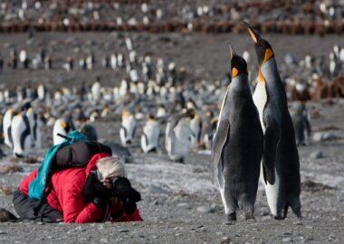 Georgia-del-sud-pinguini-reali-04-blueberrytravel