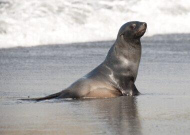 Isole-Falkland-foca-05-blueberrytravel