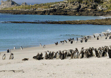 Isole-Falkland-pinguini-magellano-blueberrytravel