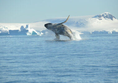 Humpback whale, breaching, Antarctica