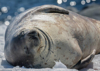 antartide-foca-01-blueberrytravel