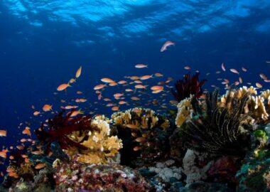 Giappone-Okinawa-Yaeyama-scuba-fotobox-blueberrytravel