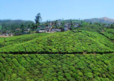 India-Munnar-blueberrytravel