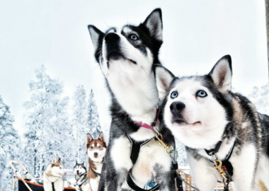 Viaggio Svezia Blueberry Travel - husky safari