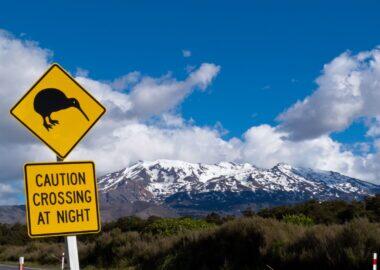 Nuova Zelanda - Mount Ruapehu in Tongariro National Park - blueberry